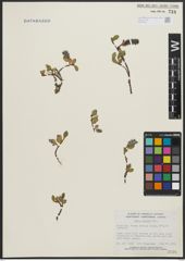 Foto von Salix arctica Pall.